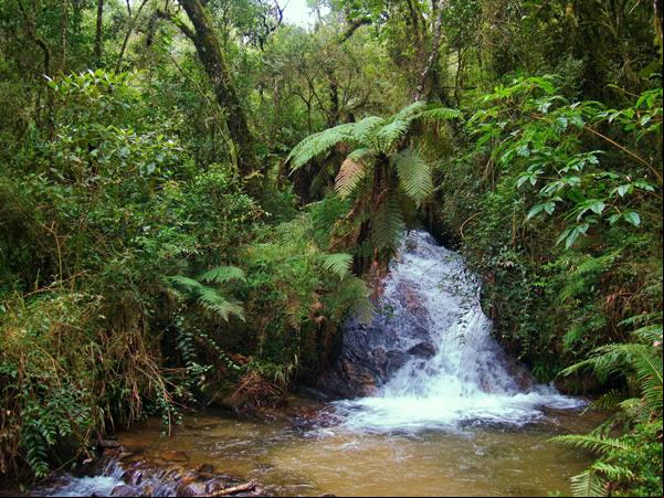 Parque Estadual Campos do Jord